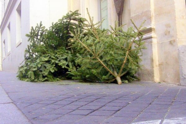 2012-01-18-Christmastree