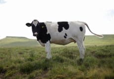 cows