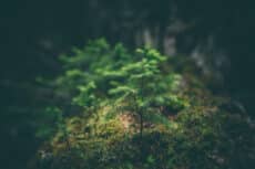 trees