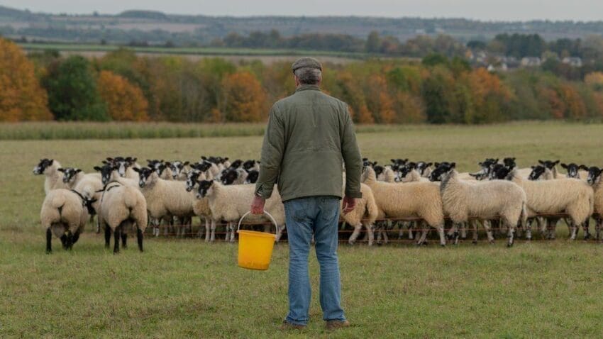 Sheep
